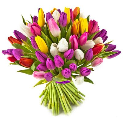 25 Stück bunte Tulpen